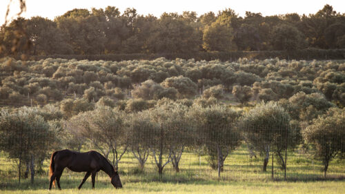 Sandy Oaks Olive Orchard