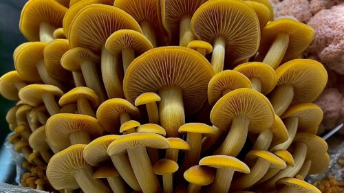 Mushroom cluster: South Texas Seasonals