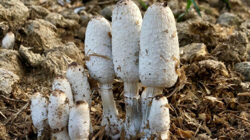 Mushrooms: South Texas Seasonals