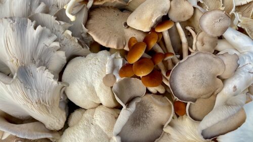 Mixed Variety Mushrooms: South Texas Seasonals
